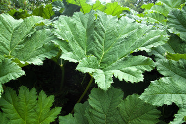 10 GUNNERA INSIGNIS Giant Rhubarb (Leaves up to 6' Wide, Red Flower Spikes to 3') Dinosaur Plant Seeds
